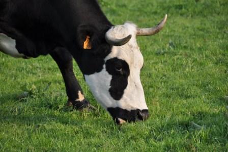 La vache de Mr Moinet